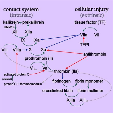 Proteins: coagulation factors