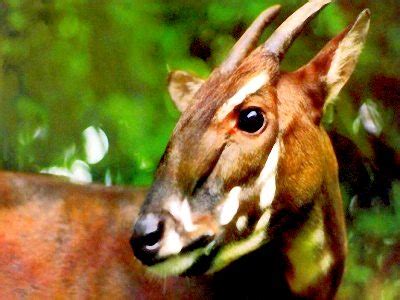 Saola – Pseudoryx nghetinhensis - Critically Endangered Species