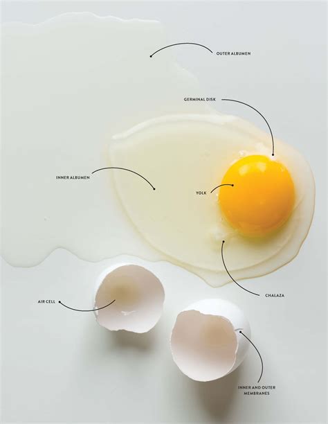 Egg Anatomy 101: Shell, White, and Yolk | Glamour