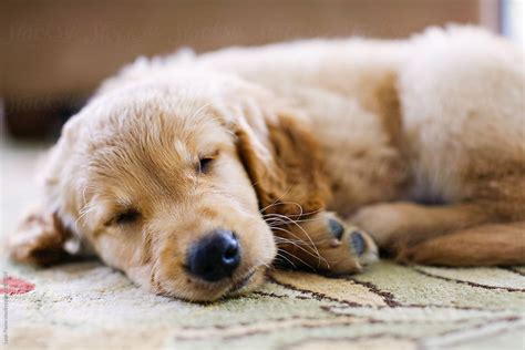 Golden Retriever Puppy Sleeping | Stocksy United