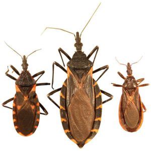 Chagas Disease - ECHO