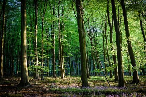 English woodlands could provide local, sustainable construction resource - Build in Digital