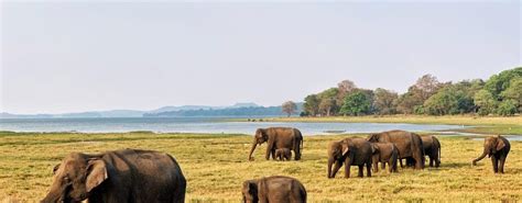 How To See Elephants At Minneriya National Park, Sri Lanka | The ...