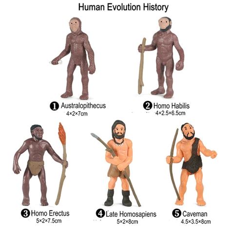 Human Evolution Timeline For Kids