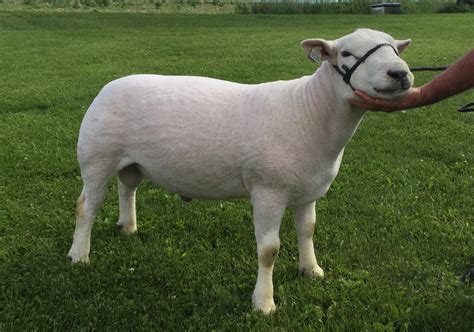 Texel Sheep Breeders - Portland Prairie Texels - Caledonia, MN