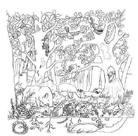 Wild Boar And Other Animals In The Forest coloring page - Download, Print or Color Online for Free