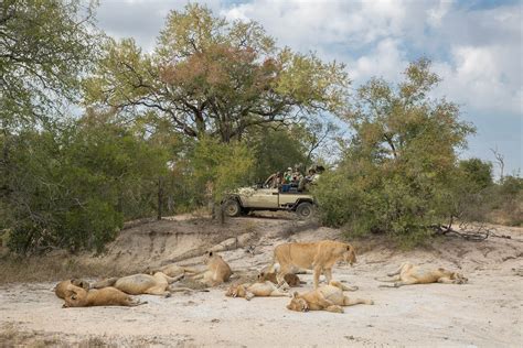 Safari Game Drive | The Big Five | Close Wildlife Encounter