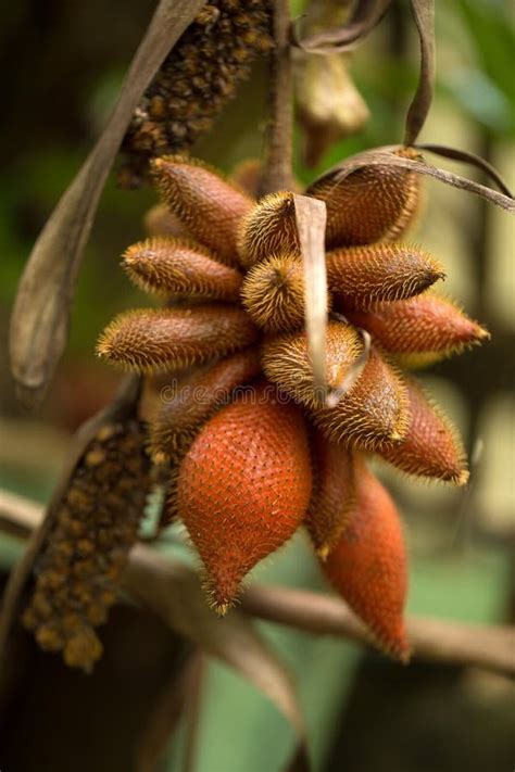 Salak Tree Salacca Zalacca Sweet Variety Fruit Stock Photo - Image of ...