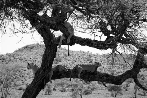The Serengeti's Tree Climbing Lions | Four days spent in the… | Flickr