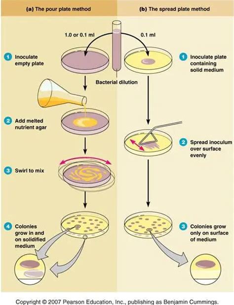 Pour Plate Method: Procedure, Uses, (Dis) Advantages – Microbe Online