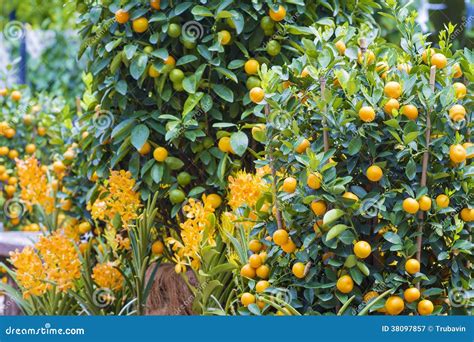 Mandarin fruits tree stock image. Image of mature, citron - 38097857