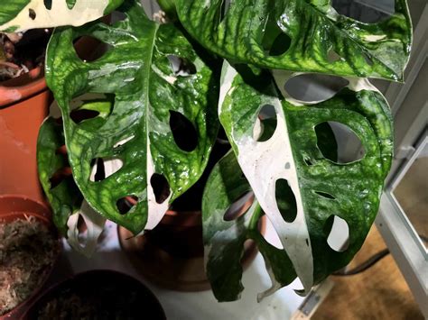 Monstera adansonii variegated Care - #1 Best Care Guide