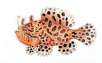 Frogfish - Wikipedia