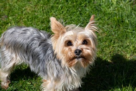 Yorkshire Terrier Dog Breed Facts & Information | Rover.com