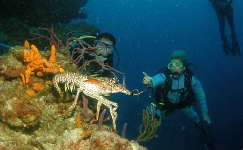 Diving in Cozumel - Mexicandive