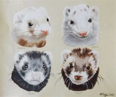 Ferret drawings | Cute ferrets, Pet ferret, Ferret