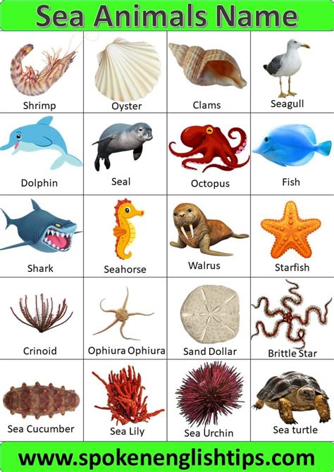 Aquatic Animals Pictures