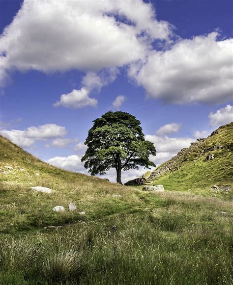 3840x2160px | free download | HD wallpaper: sycamore gap, robin hood ...