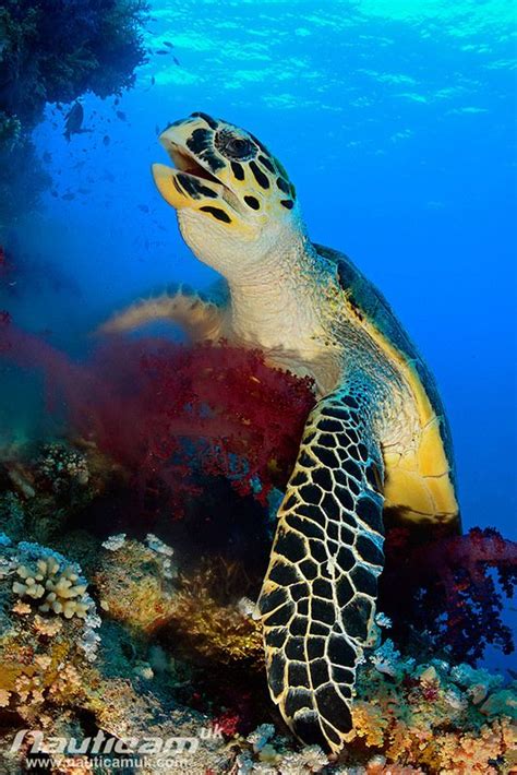 ˚Sea Turtle Different Types Of Turtles, Kawaii Turtle, Turtle Habitat, Turtle Love, Interesting ...