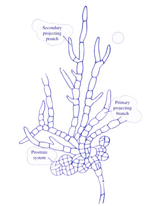 Thallus Organisation in Algae with diagrams » BIOLOGY TEACH