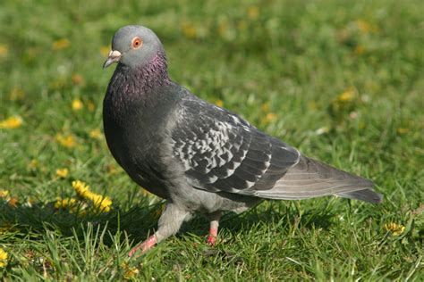 White And Black Racing Pigeons