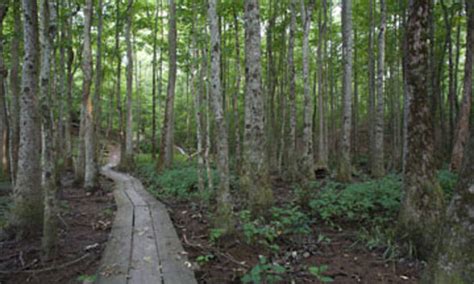 Croatan National Forest: Reforestation - Havelock NC - Living New Deal