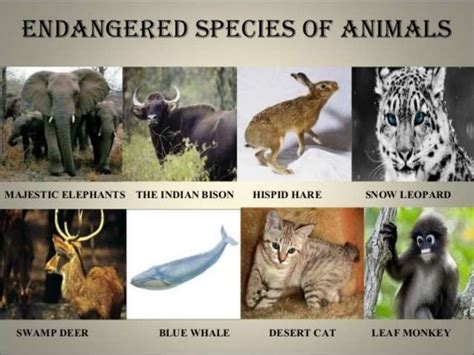 Wildlife conservation and its benefits | PPT