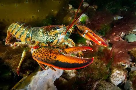 Lobster - All Animal Facts