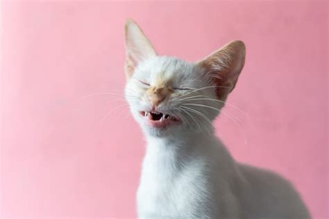 Why is My Cat Sneezing? | Great Pet Care