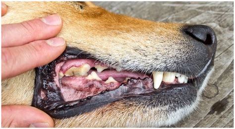 What Causes A Tooth Abscess In Dogs