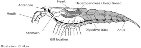 Lobster anatomy | nzrocklobster.co.nz