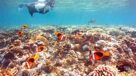 Snorkeling - Vanuatu - Efate | Family holiday idea, Efate, Vanuatu