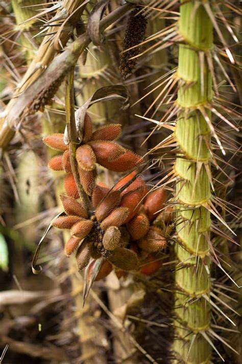 Closeup and Selective Focus of Salacca,salak Plant,fruit on Tree Stock ...