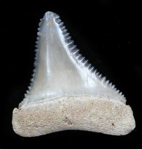 Beautiful, 1.11" Fossil Great White Shark Tooth - Florida For Sale (#34779) - FossilEra.com