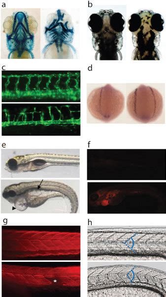 Examples of in vivo modeling of human dysmorphology. (a) Craniofacial... | Download Scientific ...