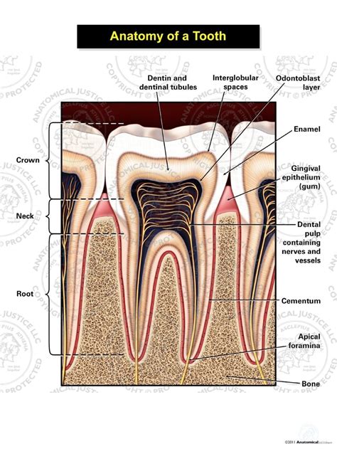 Anatomy of a Tooth