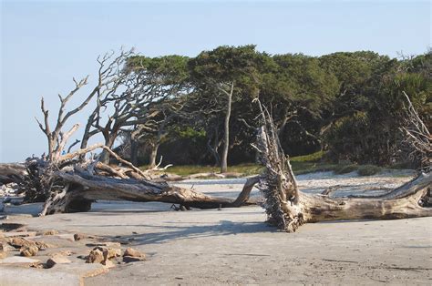 Visiting Beautiful Driftwood Beach, Jekyll Island, Georgia