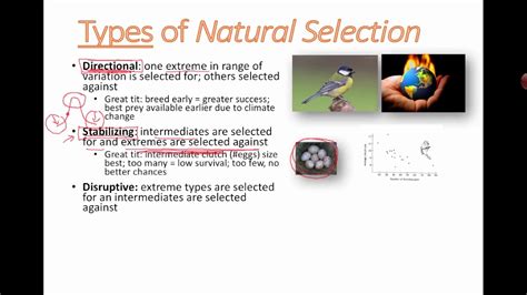 Types of Natural Selection (IB Biology) - YouTube