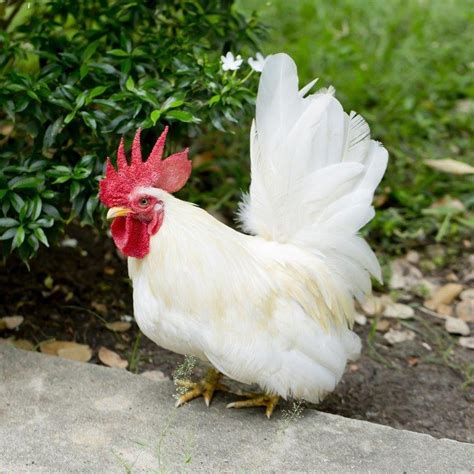 White Japanese Bantam Baby Chicks | Chickens For Backyards