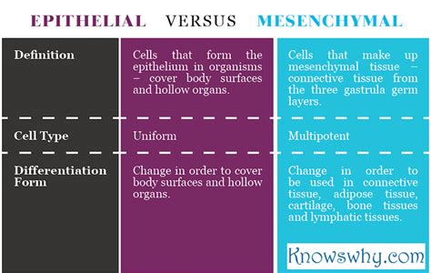 Difference between Epithelial and Mesenchymal cells | KnowsWhy.com