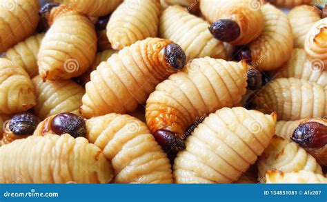 Sago Worm, Larvae from the Red Palm Weevil Stock Image - Image of ...