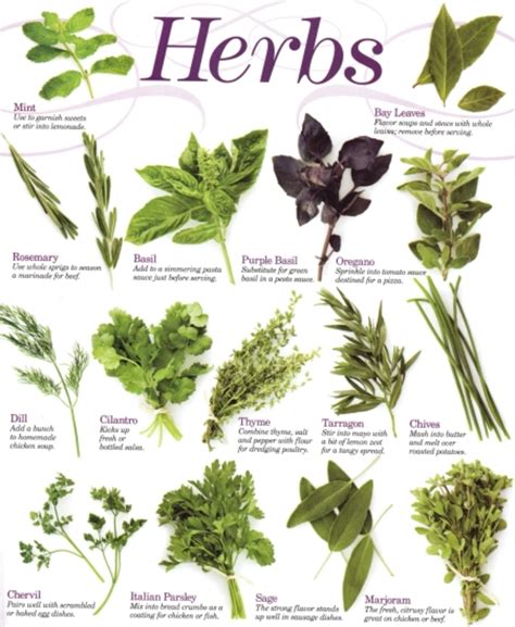 Cooking With Herbs - HubPages