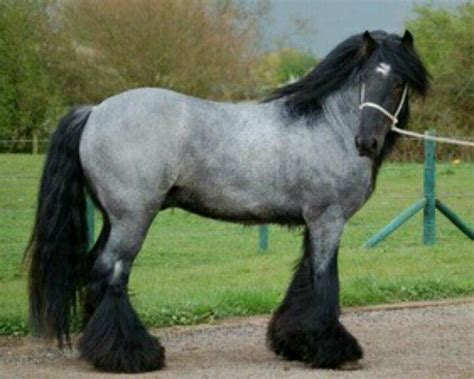 Big Boy | Pretty horses, Horses, Draft horses