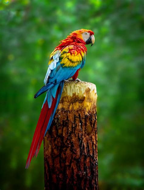 Premium Photo | A beautiful macaw parrot is sitting on a branch | Parrots art, Macaw parrot, Macaw