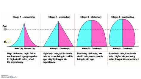 3.5 Age Structure Diagrams - YouTube