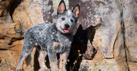 How to Exercise a Blue Heeler Puppy- Proven Strategies