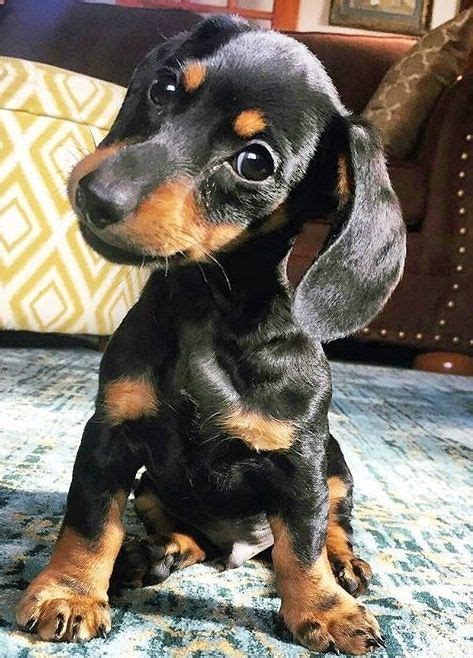 Pin by ally DIY girl 1 on Doxiemania For My Sunny | Cute dogs, Puppies ...