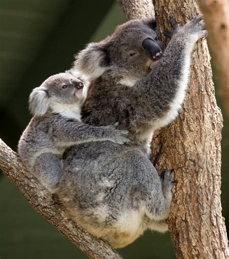 Australian Koala | Hannah's Passion Blog