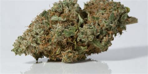 Sour Joker Strain - Cannabis Tutorials