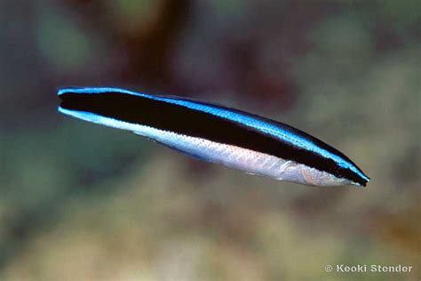 Cleaner wrasses are vitally important to the health of reef fish | Reef Builders | The Reef and ...